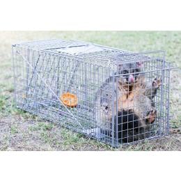 Trap Humane Possum Cage Live Animal Safe Catch Rabbit Cat Hare Fox Bird