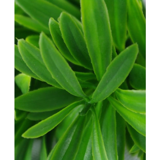 Rohdea Stem Artificial Plant Green Leaves - 27cm Image 3