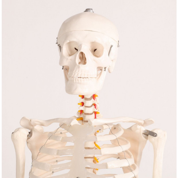 Human Skeleton Anatomical Model 180cm Image 2