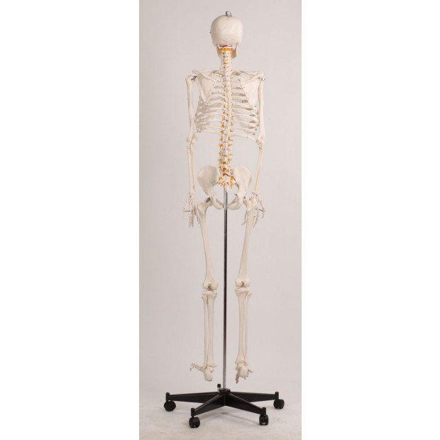 Human Skeleton Anatomical Model 180cm Image 3