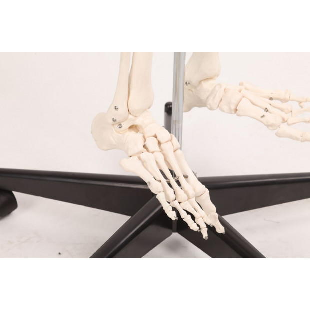 Human Skeleton Anatomical Model 180cm Image 4