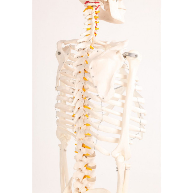 Human Skeleton Anatomical Model 180cm Image 5