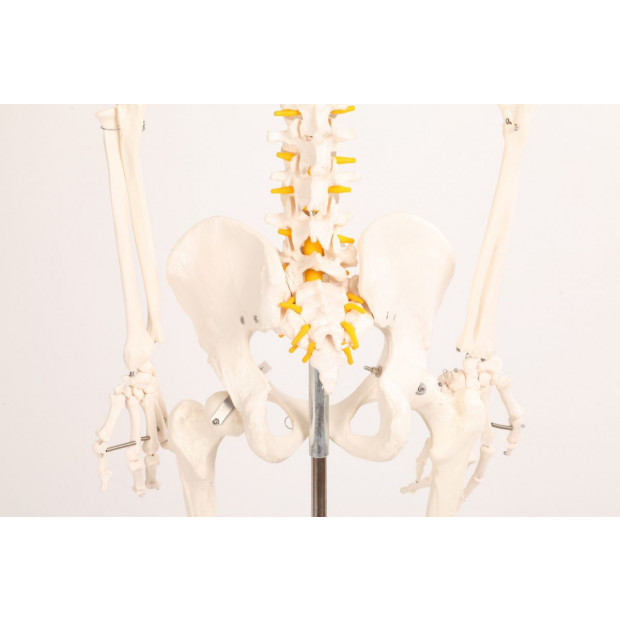 Human Skeleton Anatomical Model 180cm Image 6