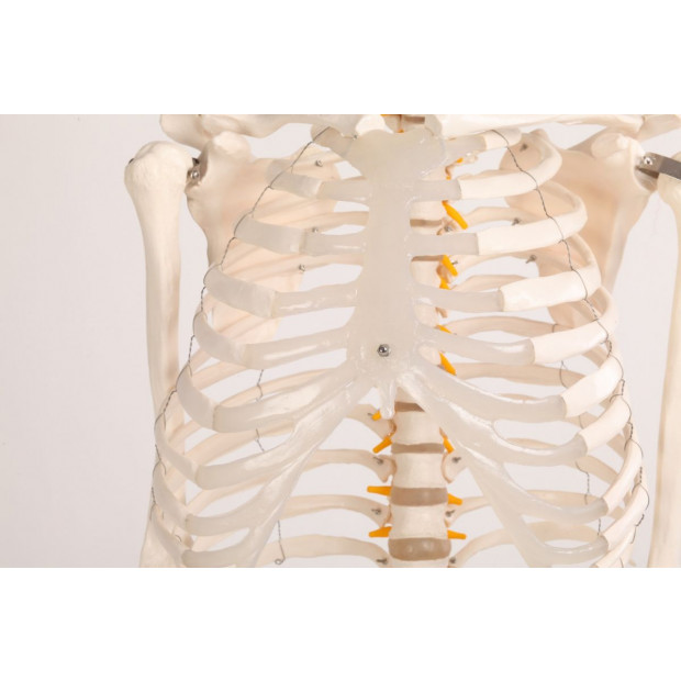 Human Skeleton Anatomical Model 180cm Image 7