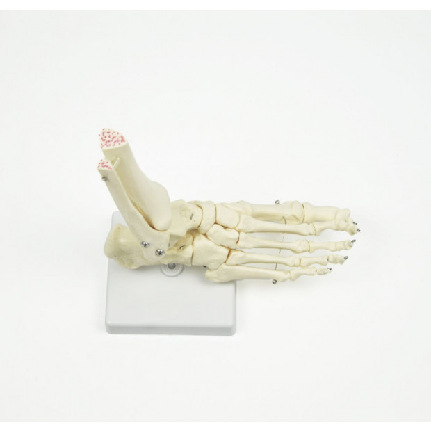 Life Size Foot Joint Anatomical Model Skeleton