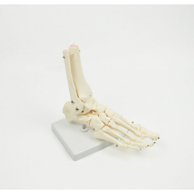 Life Size Foot Joint Anatomical Model Skeleton Image 2