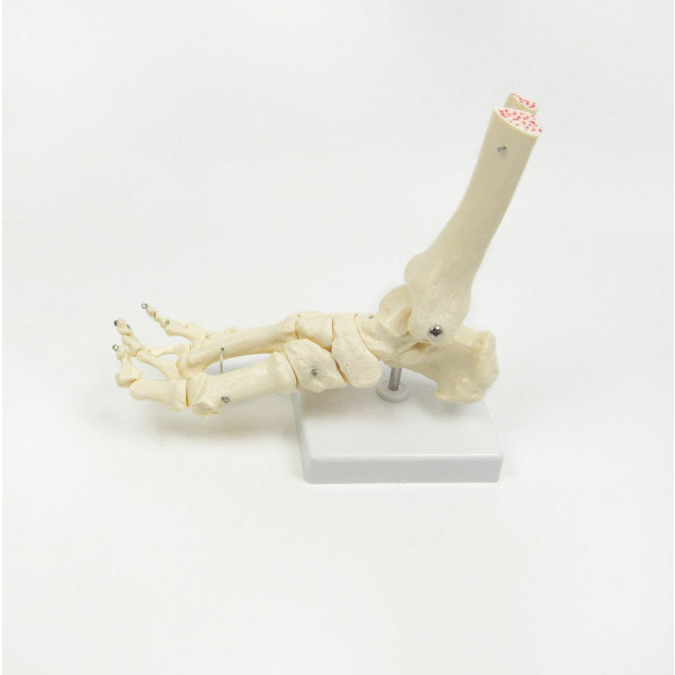 Life Size Foot Joint Anatomical Model Skeleton Image 3