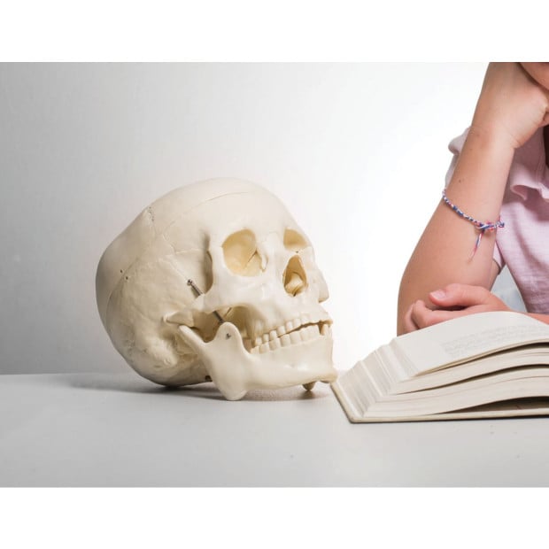 Life Size Deluxe Human Skull Model Medical Skeleton Anatomy Replica