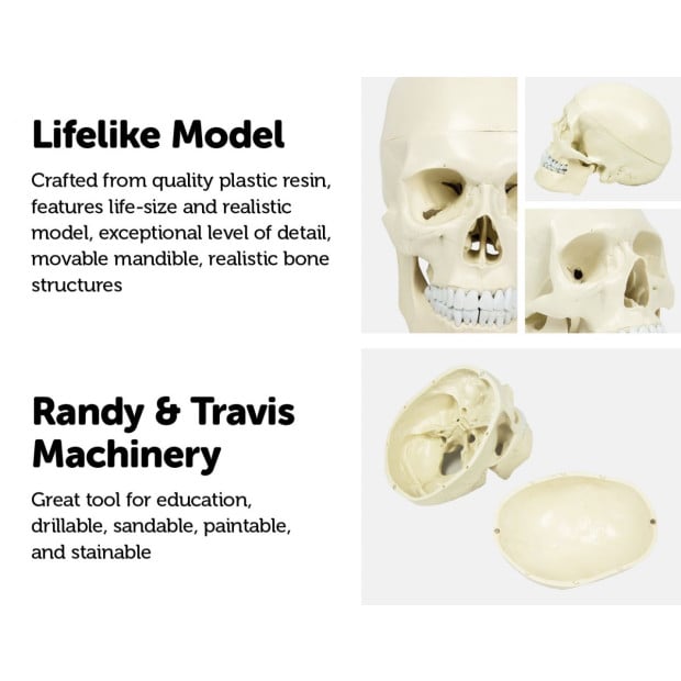 Life Size Deluxe Human Skull Model Medical Skeleton Anatomy Replica Image 4