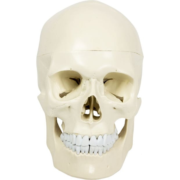Life Size Deluxe Human Skull Model Medical Skeleton Anatomy Replica Image 5
