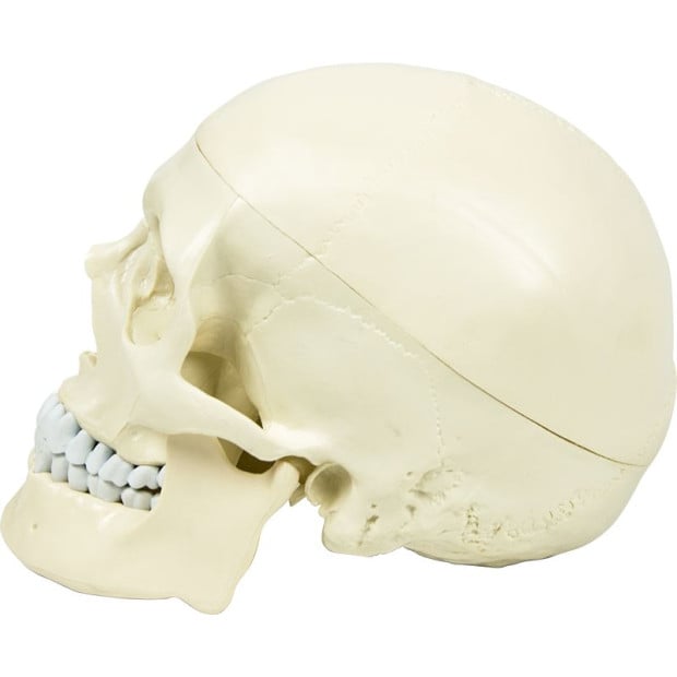 Life Size Deluxe Human Skull Model Medical Skeleton Anatomy Replica Image 7