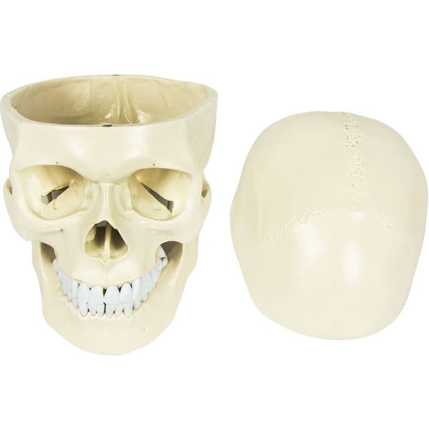 Life Size Deluxe Human Skull Model Medical Skeleton Anatomy Replica Image 8