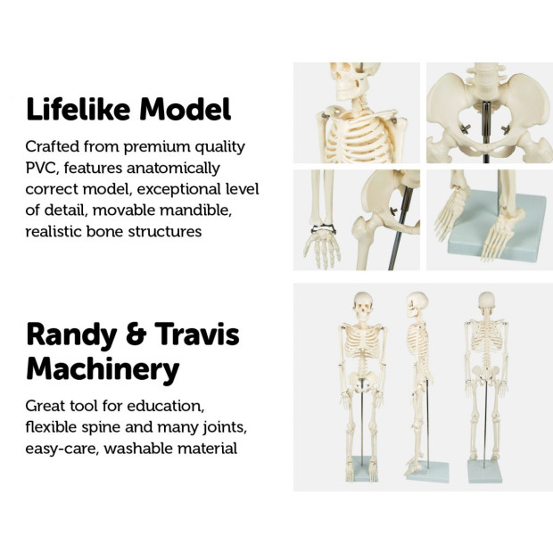 Anatomical 85cm Tall Human Skeleton With Flexible Spine Model Anatomy Image 3