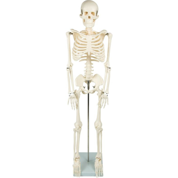Anatomical 85cm Tall Human Skeleton With Flexible Spine Model Anatomy Image 4