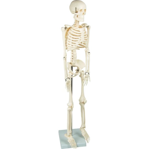 Anatomical 85cm Tall Human Skeleton With Flexible Spine Model Anatomy Image 5
