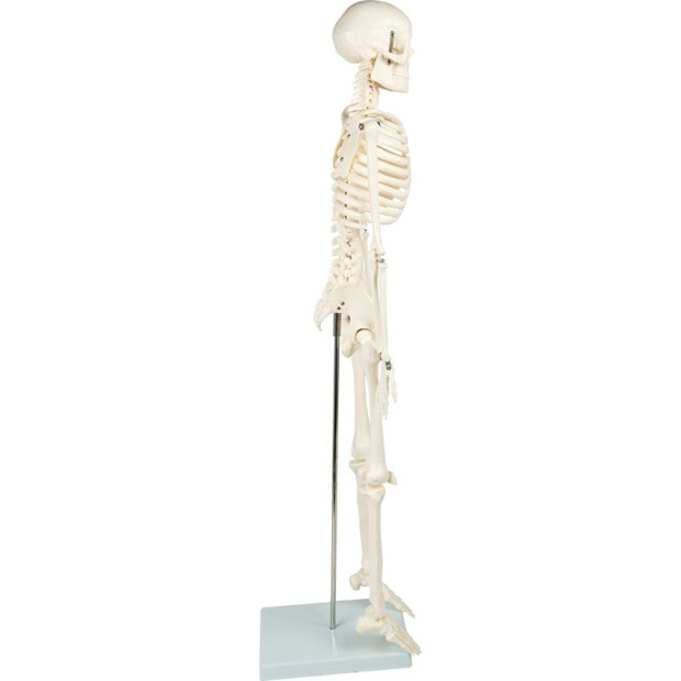 Anatomical 85cm Tall Human Skeleton With Flexible Spine Model Anatomy Image 6