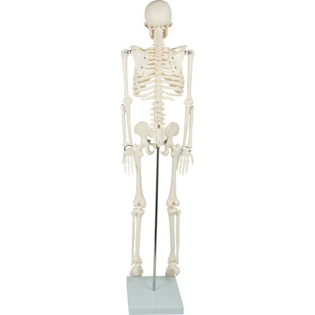 Anatomical 85cm Tall Human Skeleton With Flexible Spine Model Anatomy Image 7