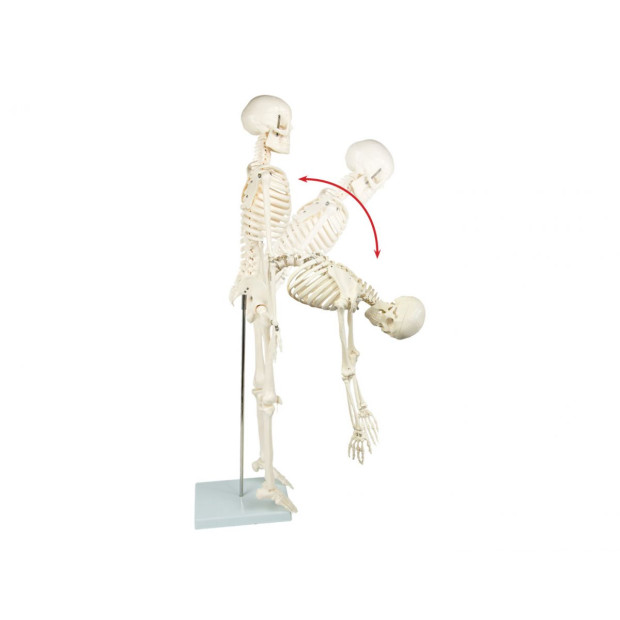 Anatomical 85cm Tall Human Skeleton With Flexible Spine Model Anatomy Image 8
