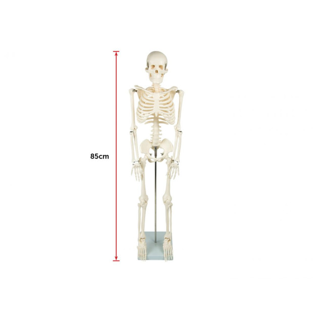 Anatomical 85cm Tall Human Skeleton With Flexible Spine Model Anatomy Image 9