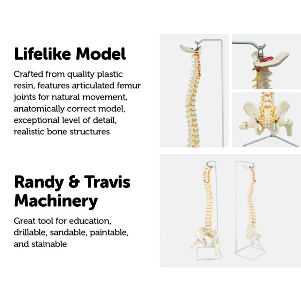 Flexible Vertebral Spine Pelvis & Femur Skeleton Model Anatomy Image 3