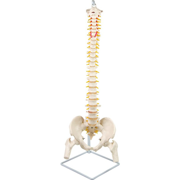 Flexible Vertebral Spine Pelvis & Femur Skeleton Model Anatomy Image 4