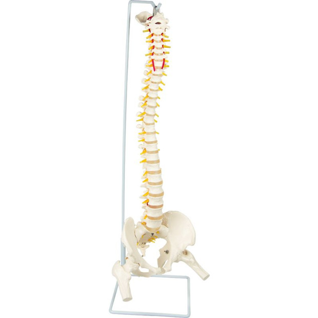 Flexible Vertebral Spine Pelvis & Femur Skeleton Model Anatomy Image 5