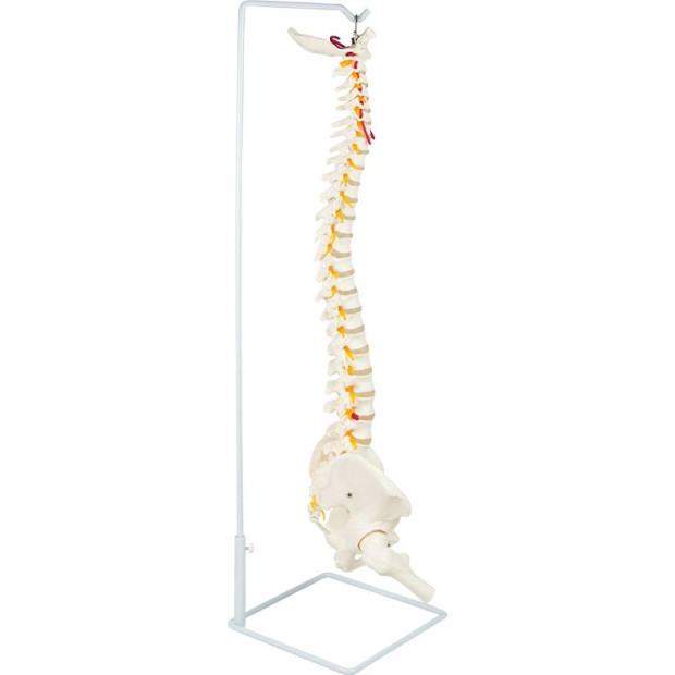 Flexible Vertebral Spine Pelvis & Femur Skeleton Model Anatomy Image 6