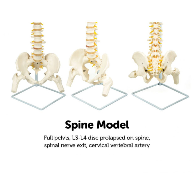 Flexible Vertebral Spine Pelvis & Femur Skeleton Model Anatomy Image 8