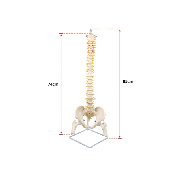 Flexible Vertebral Spine Pelvis & Femur Skeleton Model Anatomy Image 9