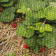 10 x 20M Anti Bird Net Netting - Black Image 3 thumbnail