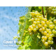 Bird Netting Net Anti Pest Fruit Trees Plant 10x30m 30GSM Black Image 5 thumbnail