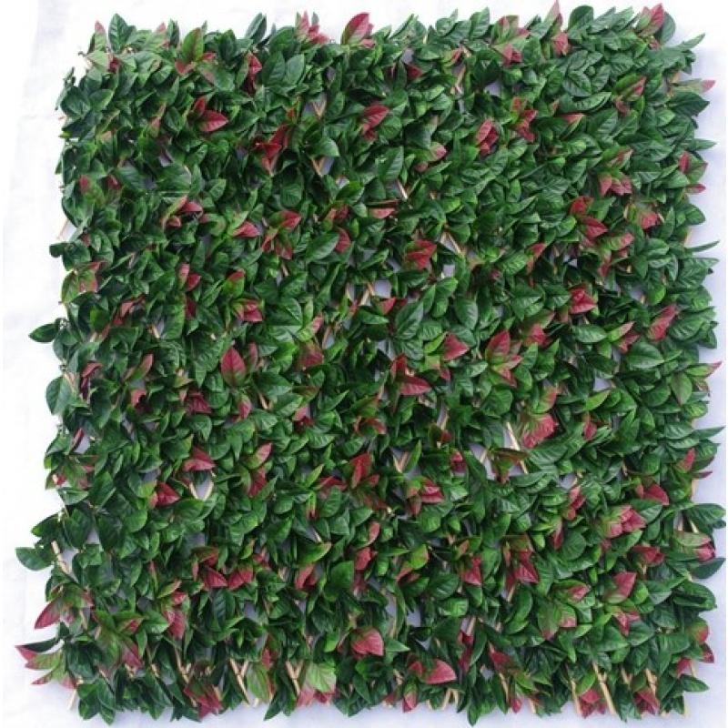 Photinia Hedge Extendable Trellis Screen 2m x 1m