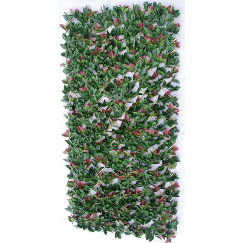 Photinia Hedge Extendable Trellis Screen 2m x 1m