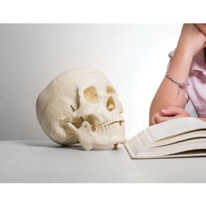 Life Size Deluxe Human Skull Model Medical Skeleton Anatomy Replica