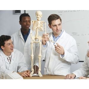 Anatomical 85cm Tall Human Skeleton With Flexible Spine Model Anatomy