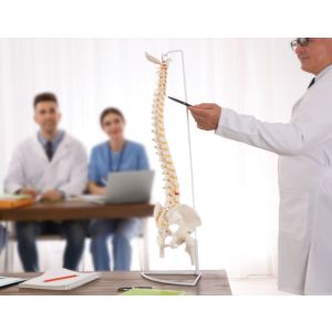 Flexible Vertebral Spine Pelvis & Femur Skeleton Model Anatomy