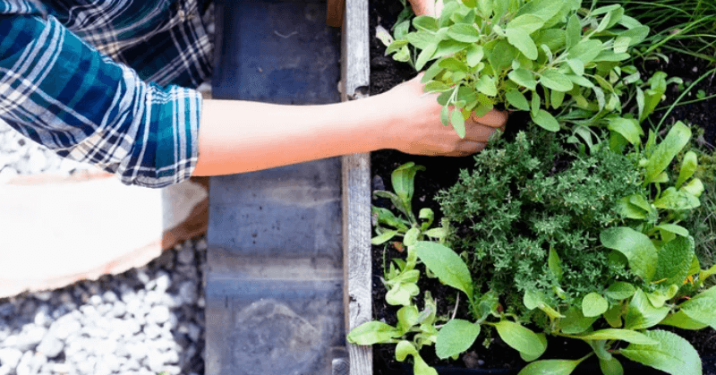 Harvesting greens from a raised garden bed Harvesting greens from a raised garden bed