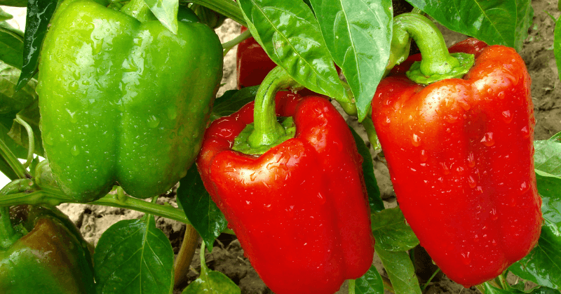 garden bed bell peppers garden bed bell peppers