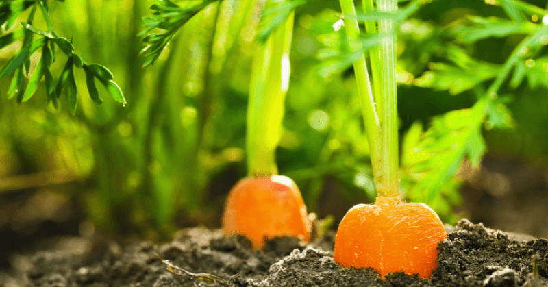 garden bed carrots garden bed carrots