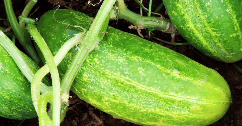 garden bed cucumbers garden bed cucumbers
